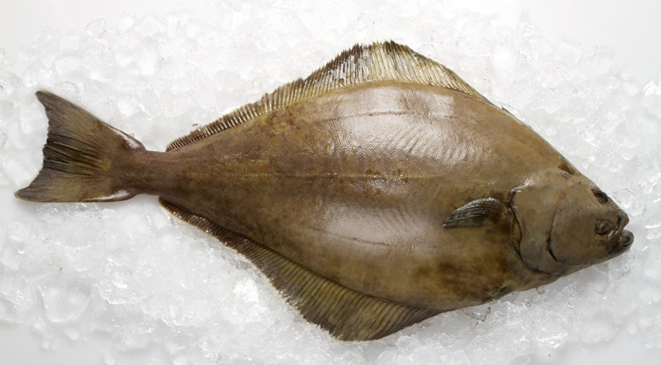 toptan donmuş deniz ürünleri