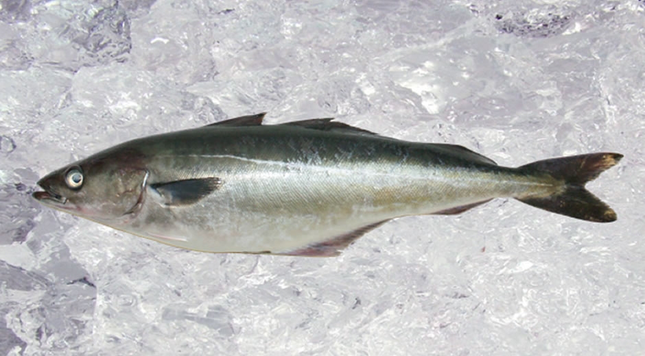 toptan donmuş deniz ürünleri