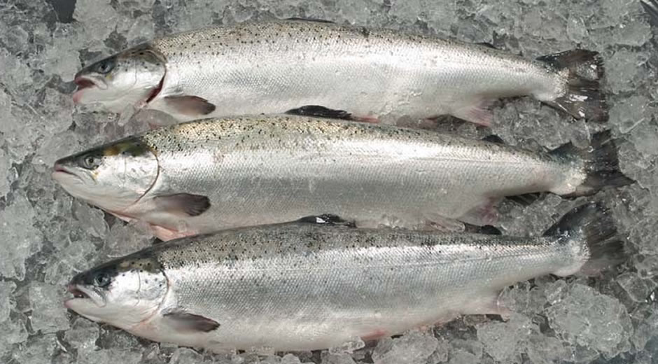 toptan donmuş deniz ürünleri