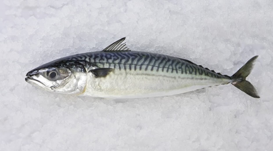 toptan donmuş deniz ürünleri